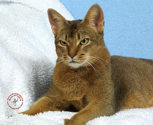 Abyssinian Cat 9Y009D-020.JPG